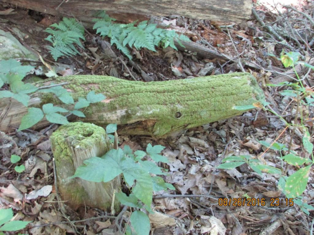 0 Brown Mountain Road Greeneville, TN 37745 - Photo 9 of 35 Photo 9