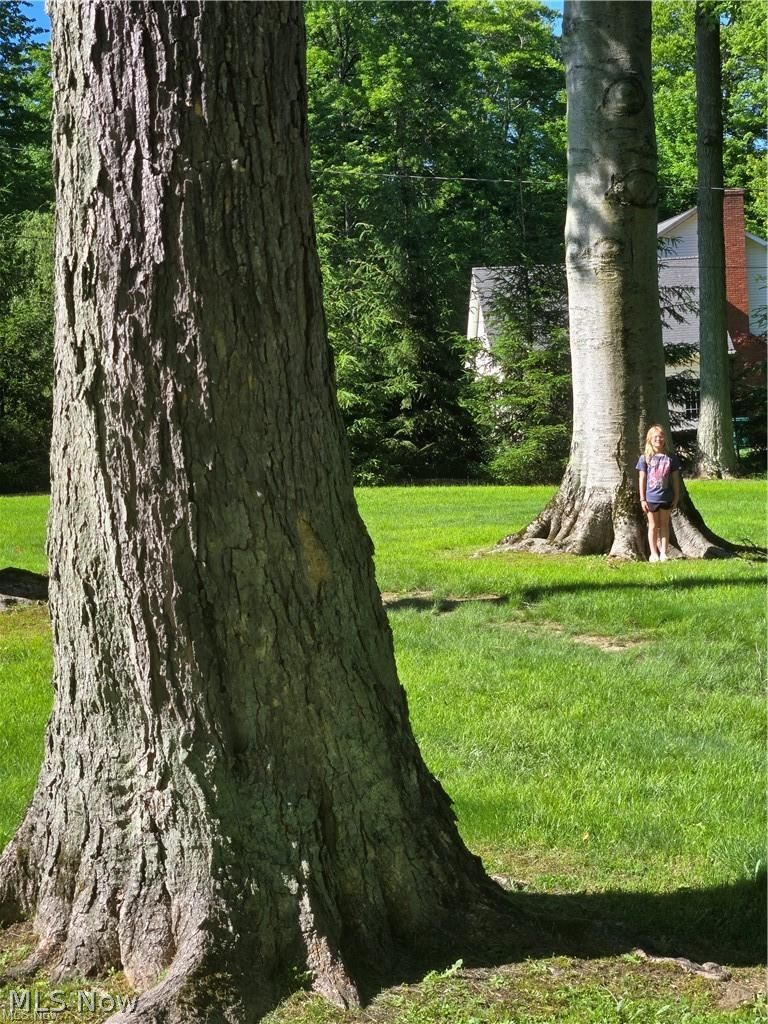13725 Rockhaven Road Newbury, OH 44065 - Photo 29 of 31 Enormous trees. That is a 9 year old stnding in front of the Beech tree