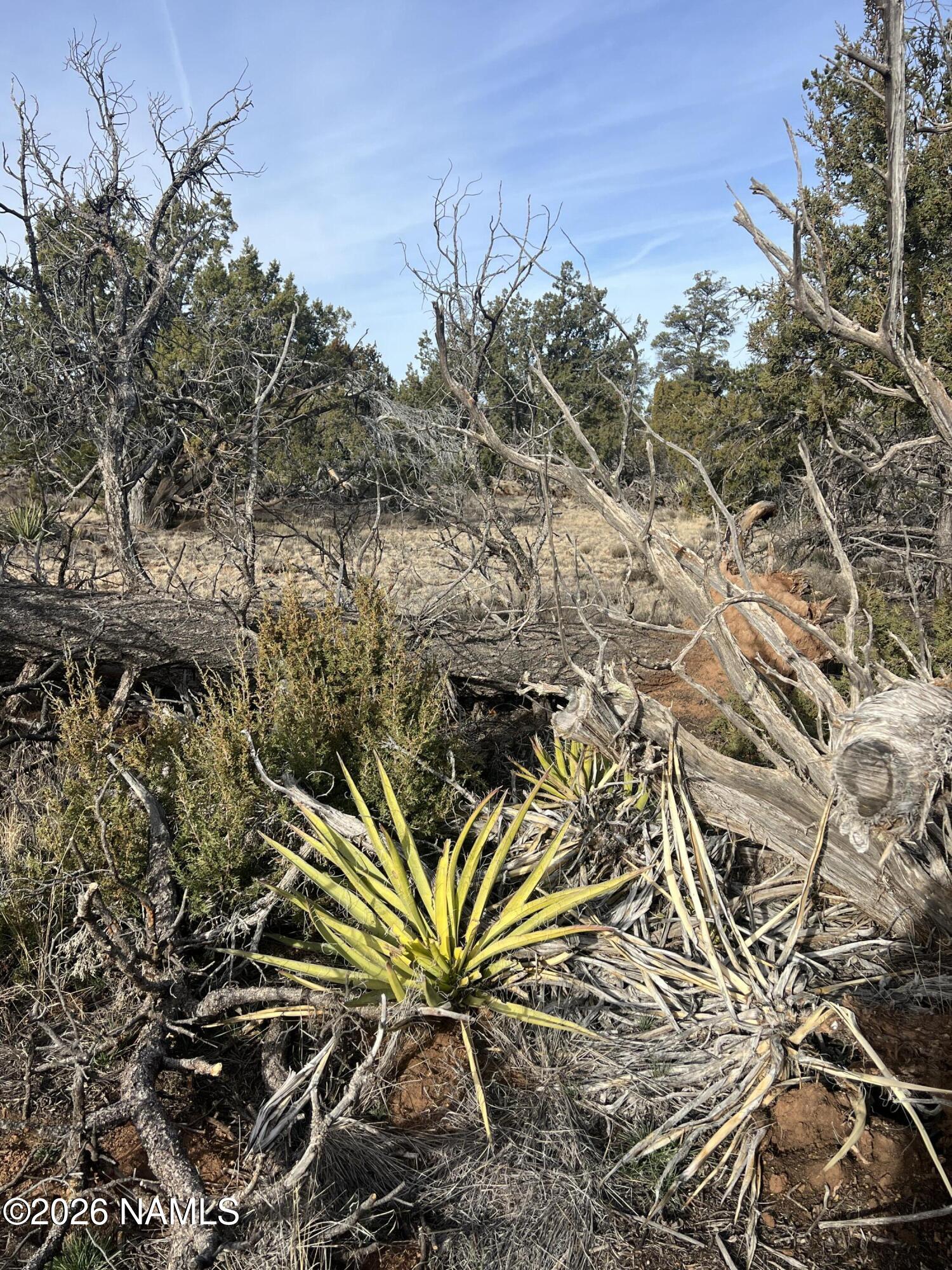 Lot 186 North Bull Run Road Williams, AZ 86046 - Photo 11 of 14 a view of a plant in a field