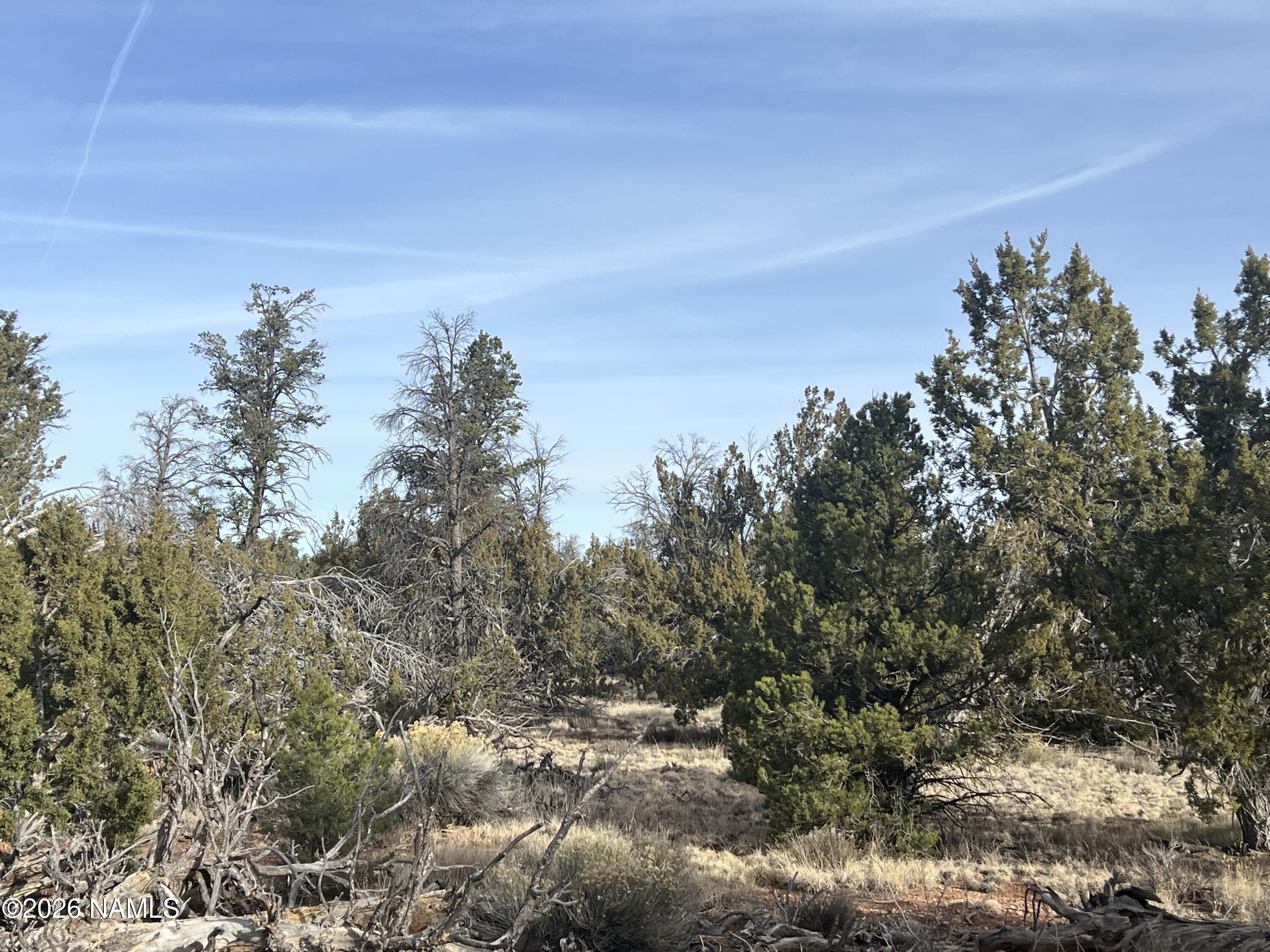 Lot 186 North Bull Run Road Williams, AZ 86046 - Photo 12 of 14 a view of a yard with a tree
