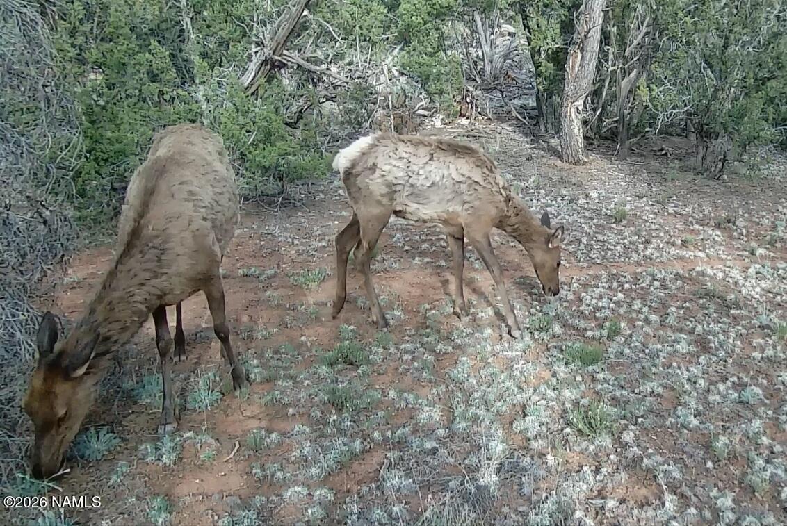 Lot 186 North Bull Run Road Williams, AZ 86046 - Photo 2 of 14 a view of a yard in a forest