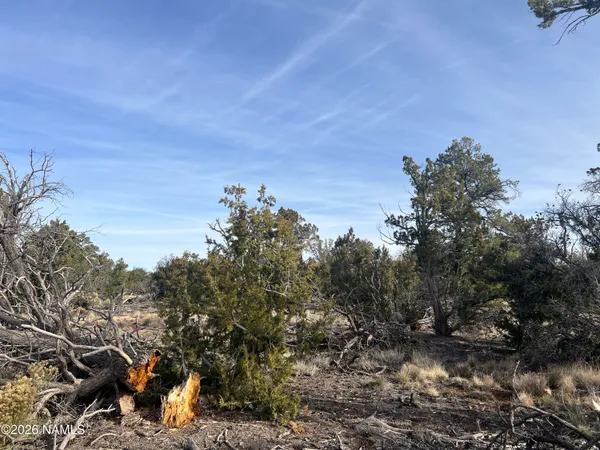 a view of a tree in front of a city
