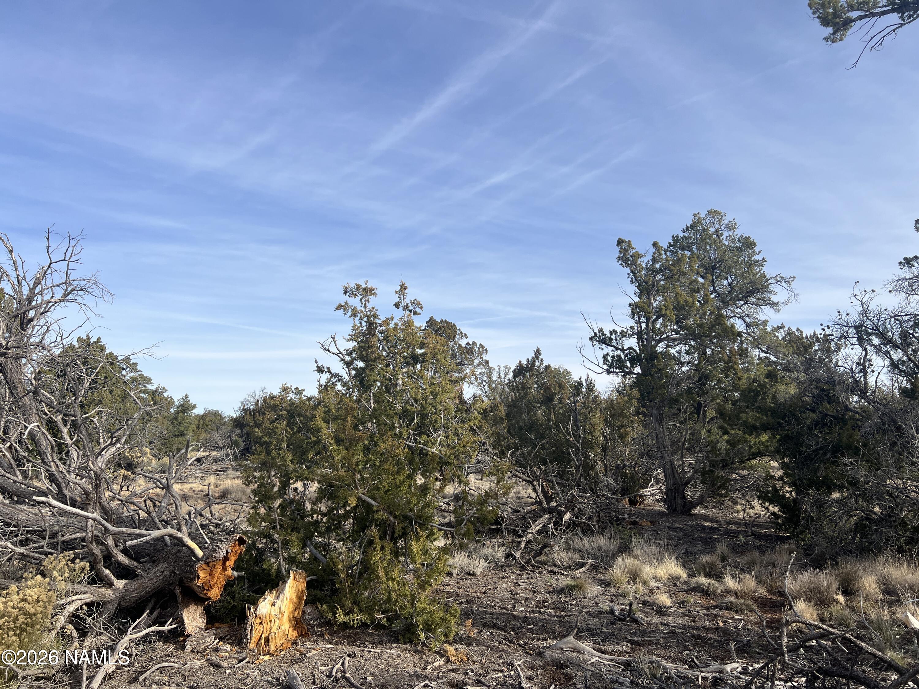 Lot 186 North Bull Run Road Williams, AZ 86046 - Photo 5 of 14 a view of a tree in front of a city