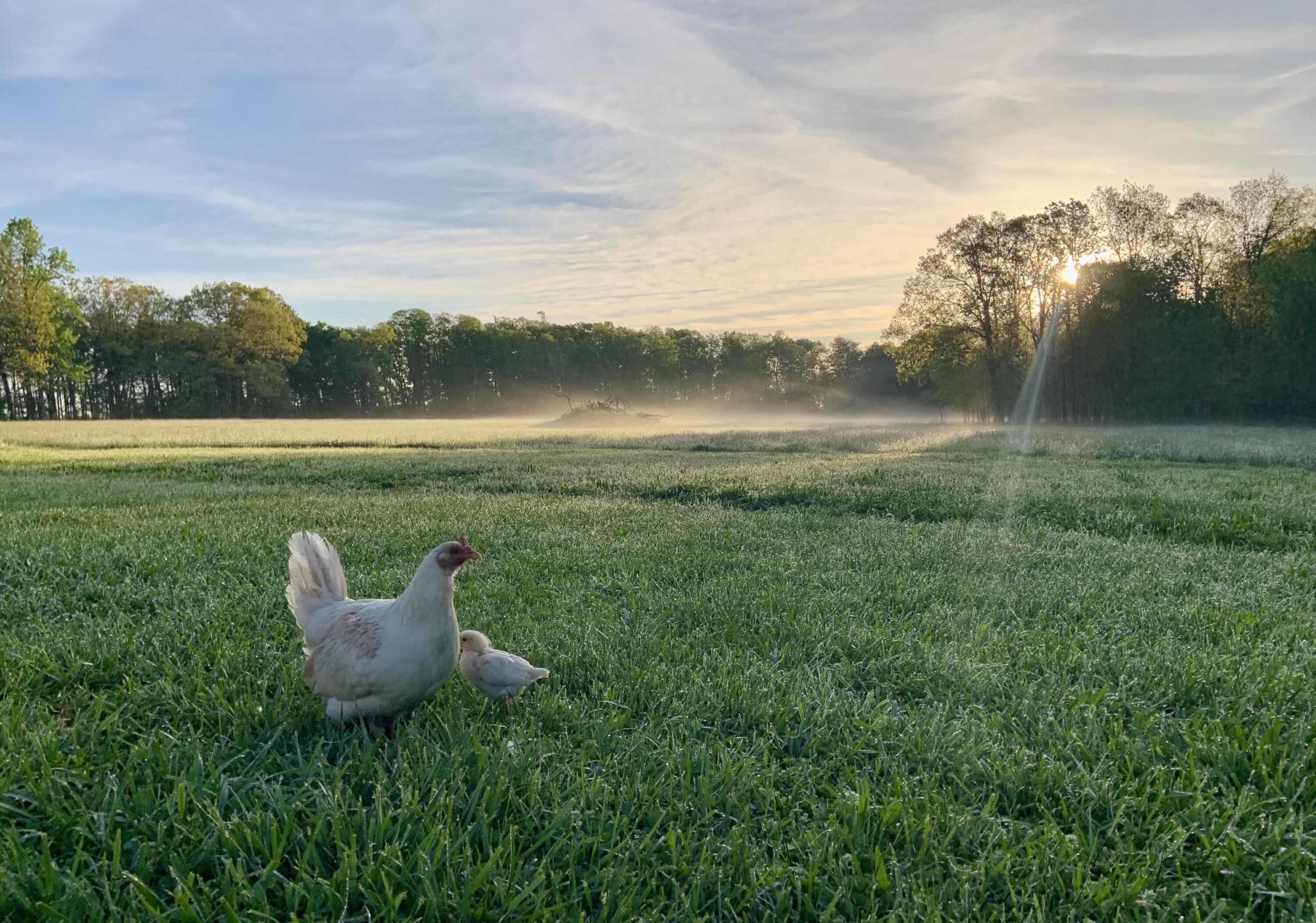 732 J B Swafford Road Spring City, TN 37381 - Photo 45 of 52 IMG_4505