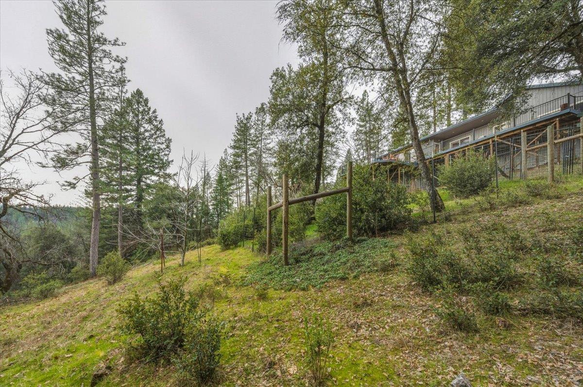 14752 Little Greenhorn Road Grass Valley, CA 95945 - Photo 30 of 35 a view of a forest with trees in front of it