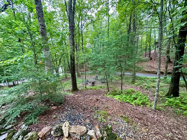 a view of a forest that has large trees