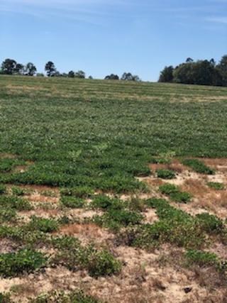 0 County Road Ashford, AL 36312 - Photo 4 of 13