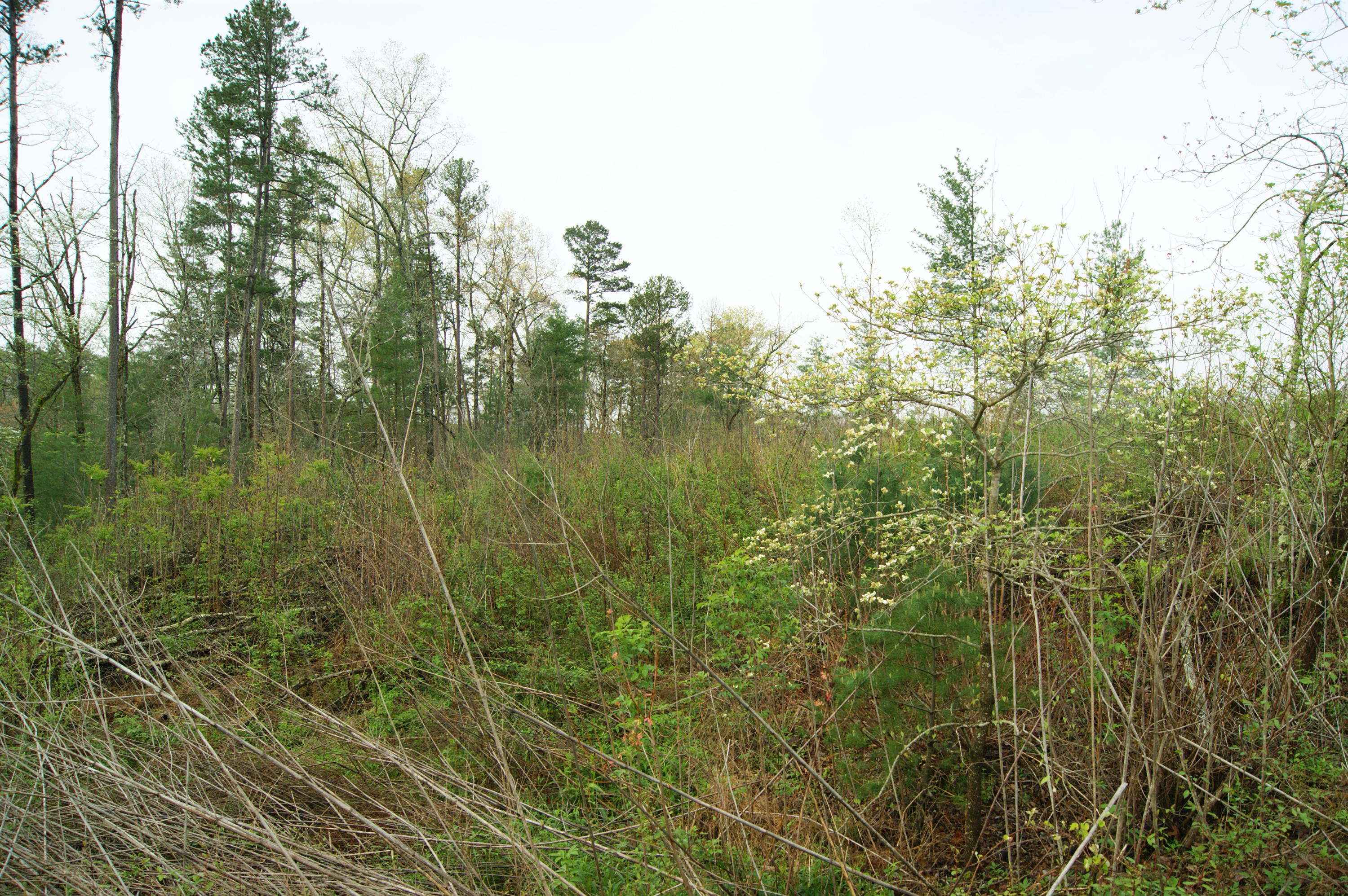 307 Epperson Road Tellico Plains, TN 37385 - Photo 1 of 6 DSC06442