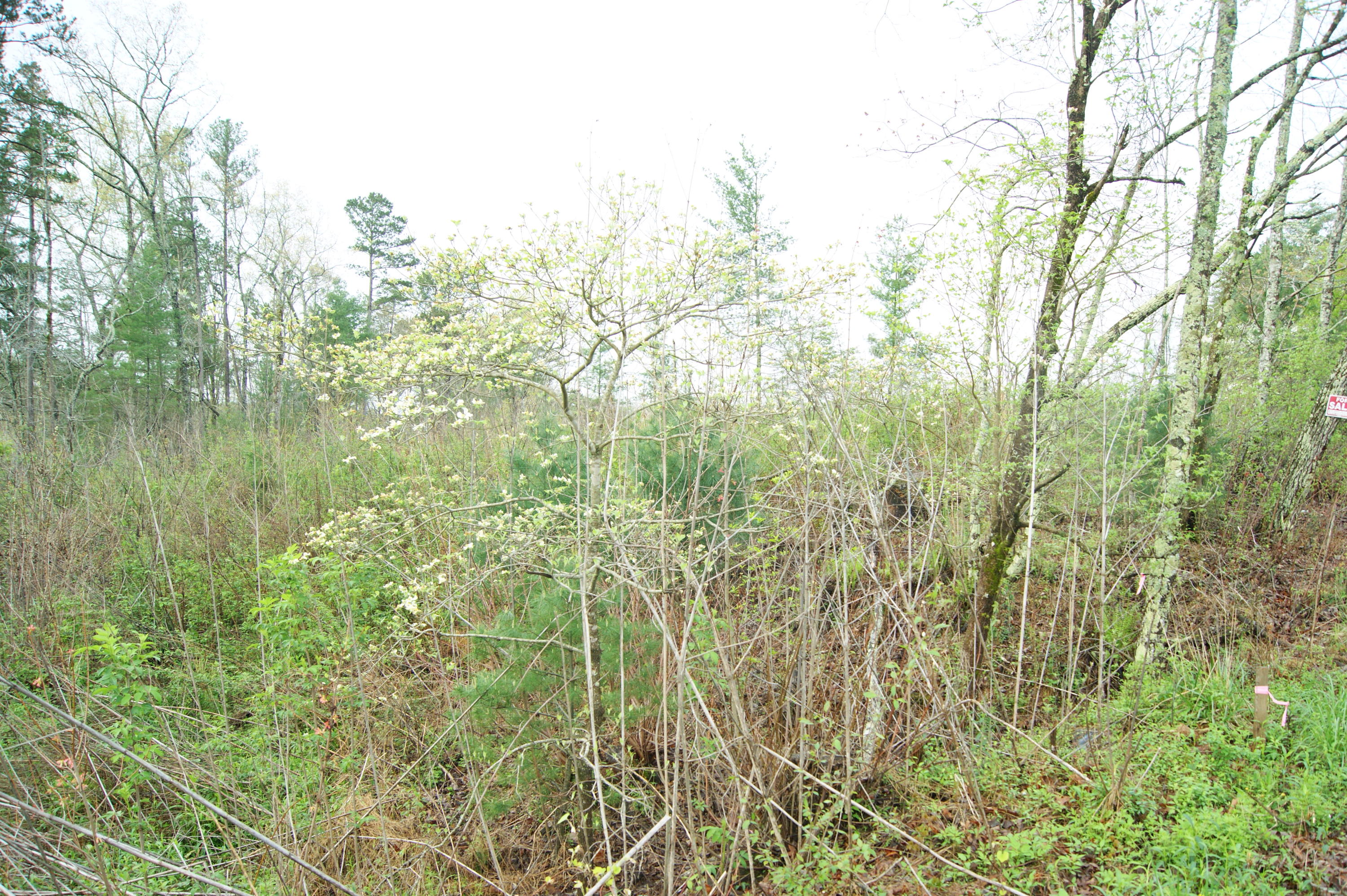 307 Epperson Road Tellico Plains, TN 37385 - Photo 2 of 6 DSC06443