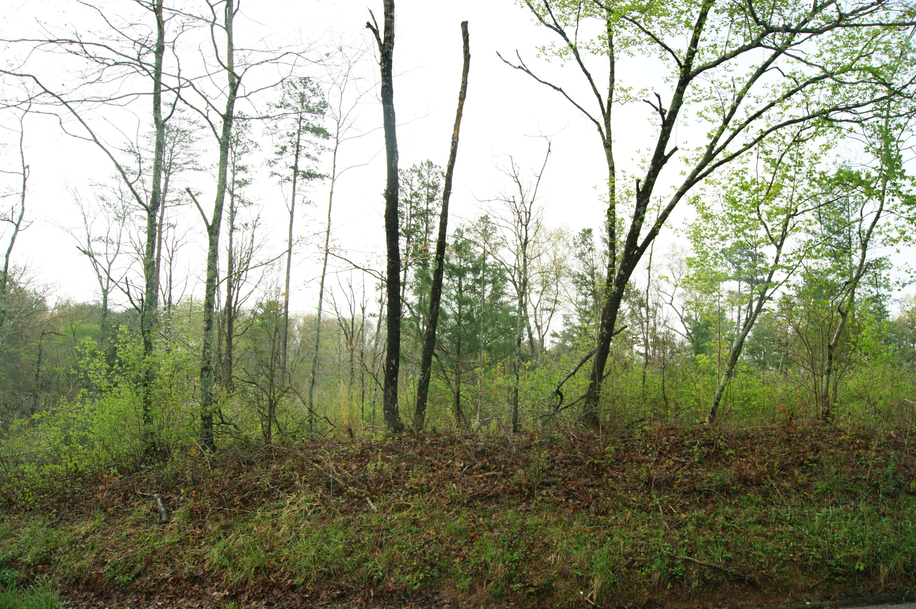 307 Epperson Road Tellico Plains, TN 37385 - Photo 3 of 6 DSC06444