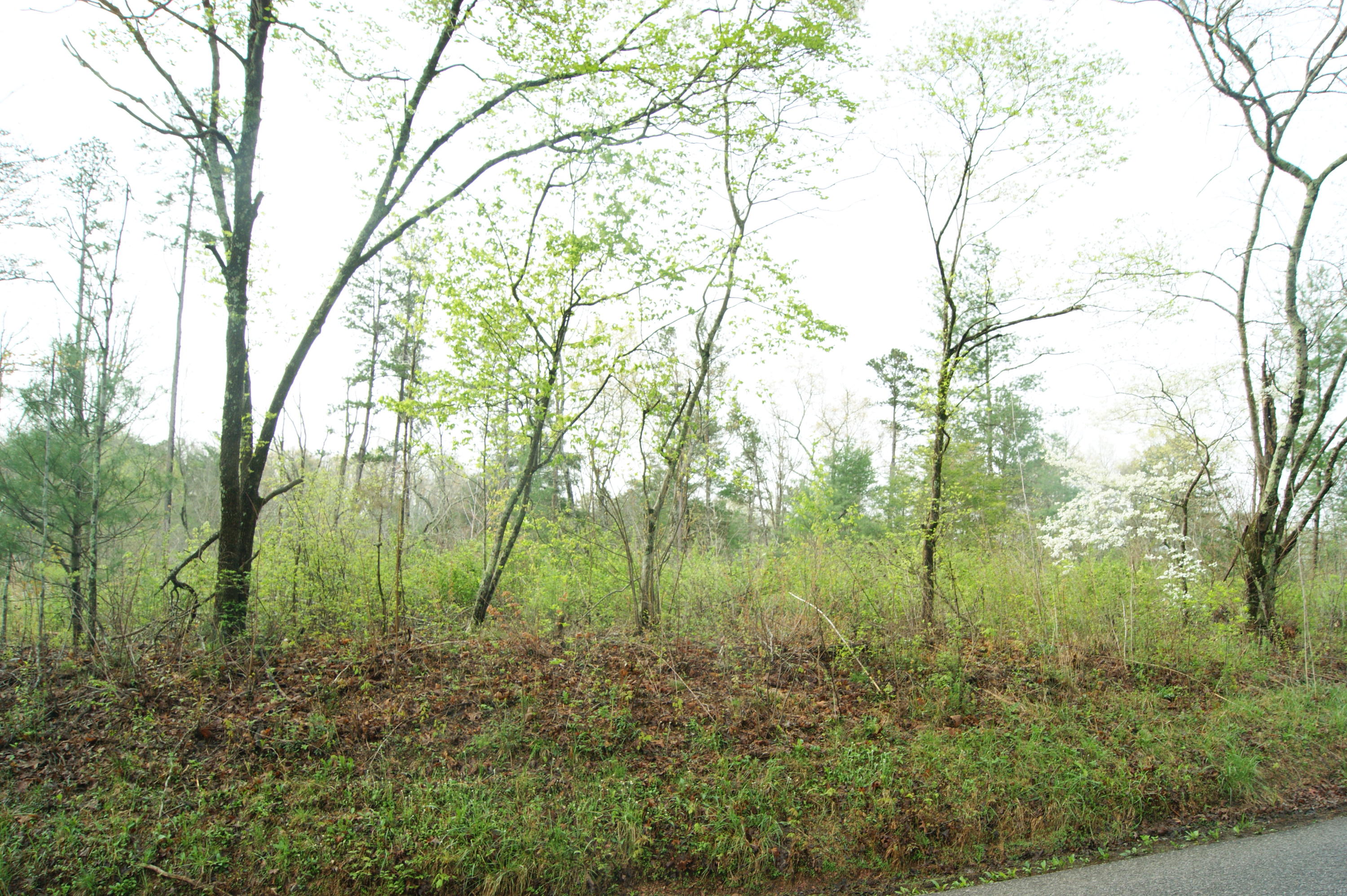 307 Epperson Road Tellico Plains, TN 37385 - Photo 4 of 6 DSC06445