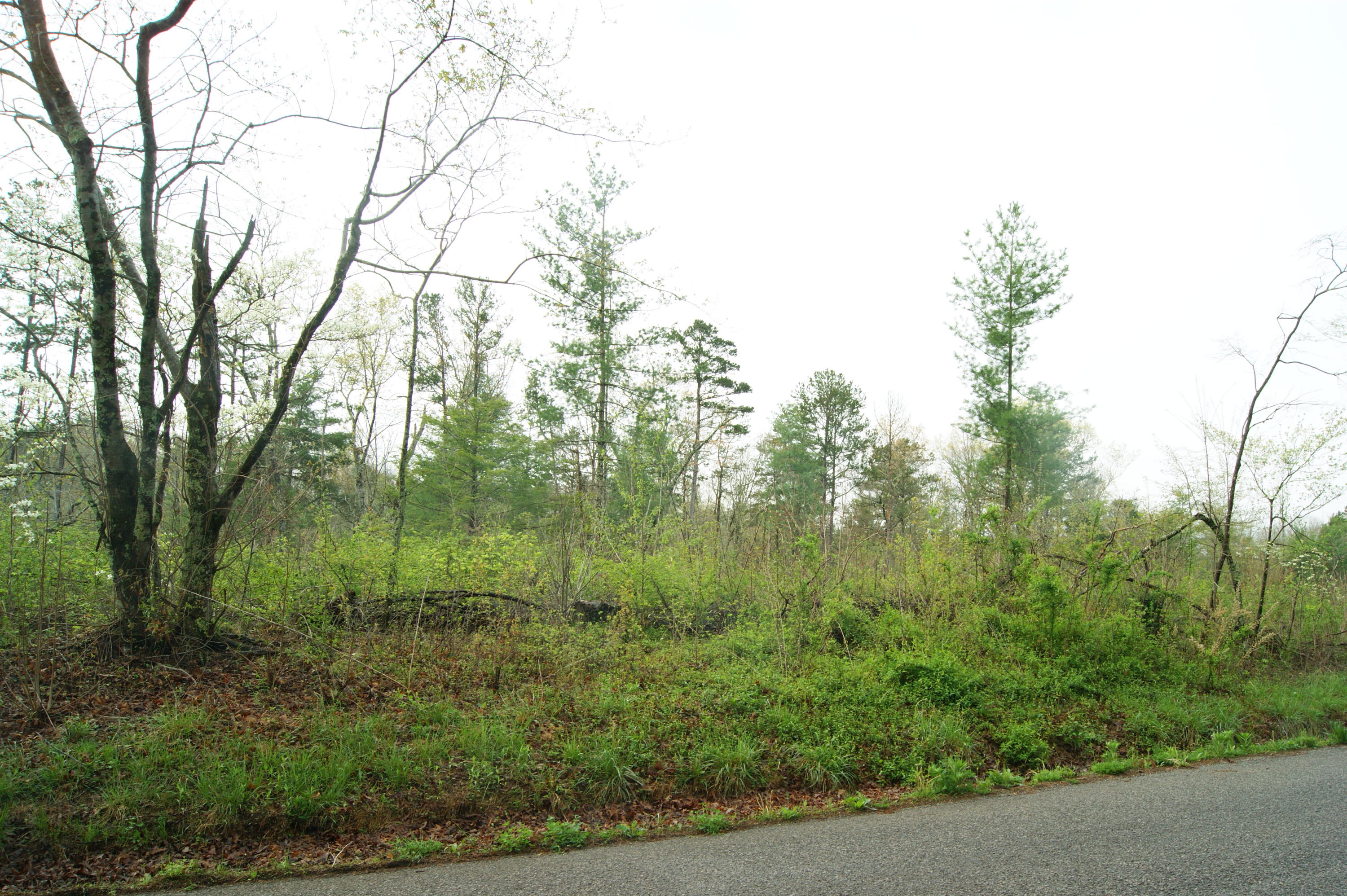 307 Epperson Road Tellico Plains, TN 37385 - Photo 6 of 6 DSC06447