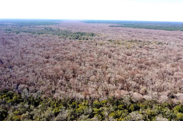 a view of a forest with trees