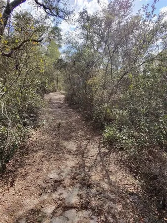 a view of a yard with plants and trees
