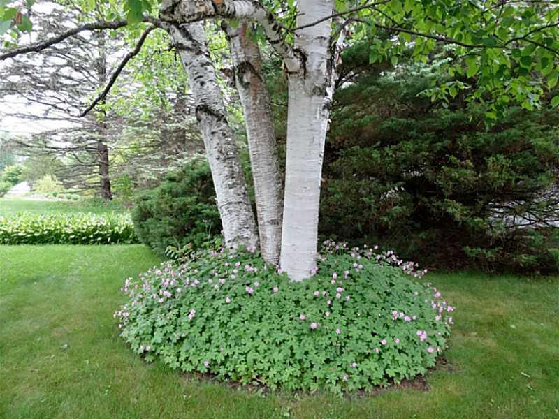 369 Main Road North Hampden, ME 04444 - Photo 33 of 35 Yard/Garden.