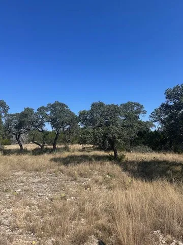 a view of a tree in a yard