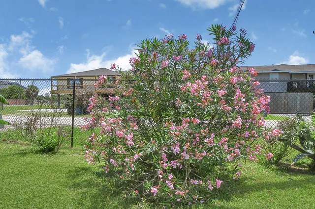 a bunch of flowers in front of a house