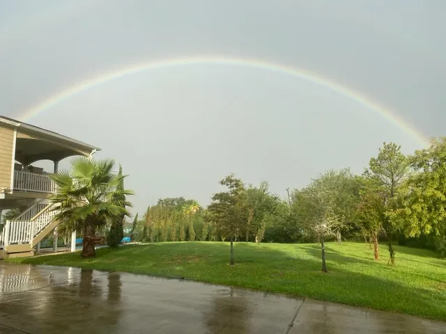a view of a backyard with plants and a garden