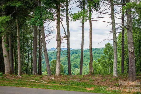 a view of a bunch of trees
