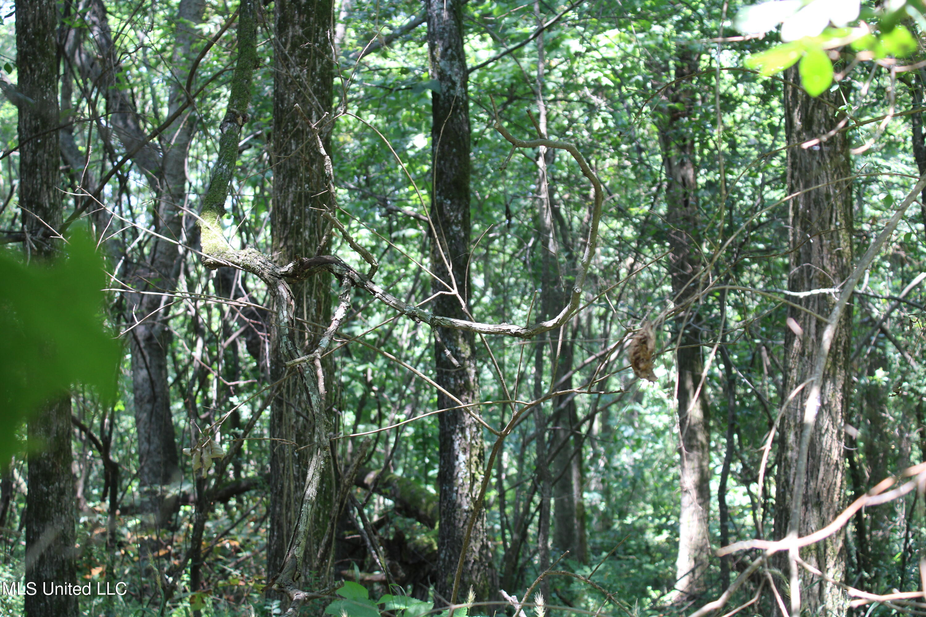 760 Old Hwy Road Crenshaw, MS 38621 - Photo 25 of 57 IMG_1517