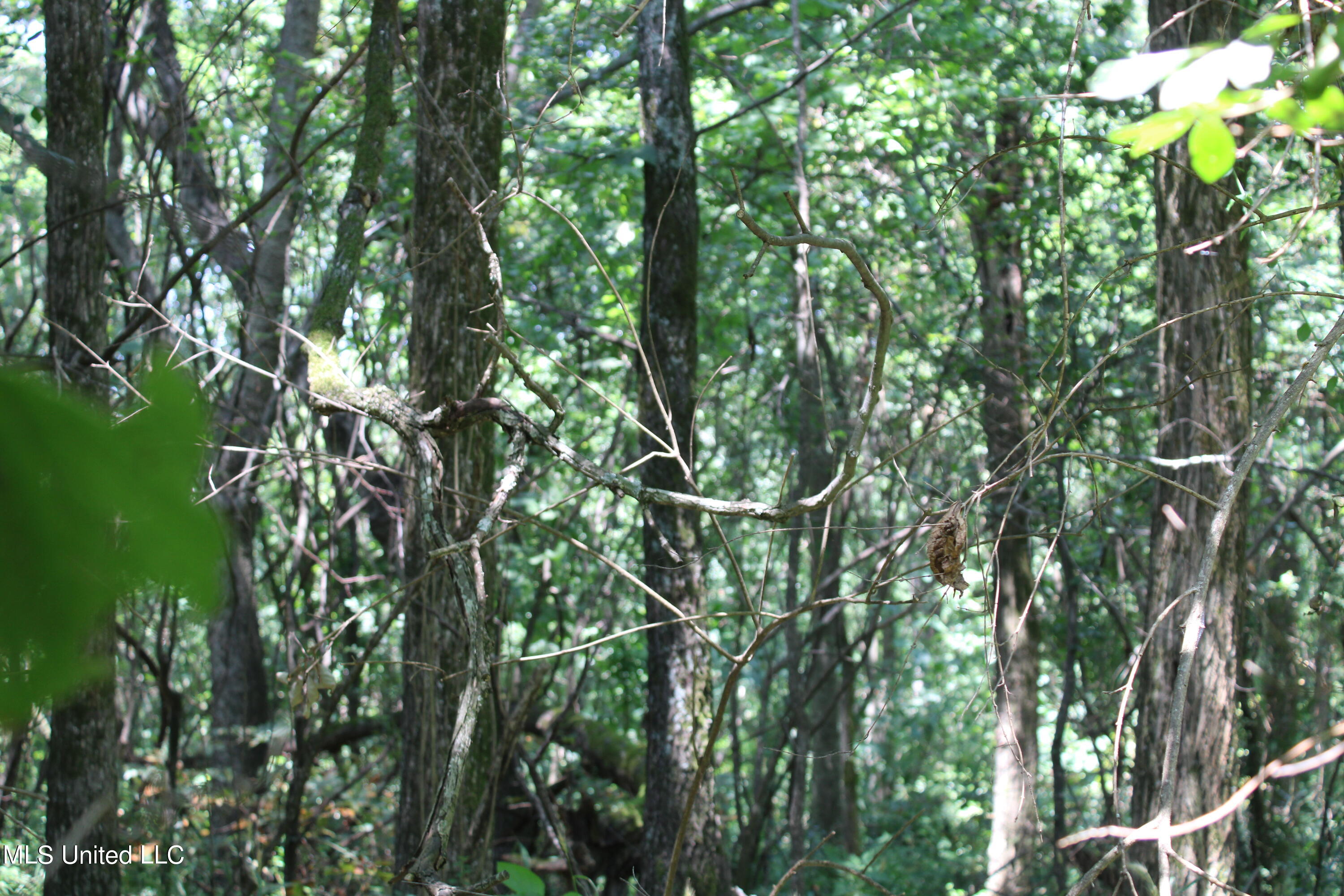 760 Old Hwy Road Crenshaw, MS 38621 - Photo 26 of 57 IMG_1518