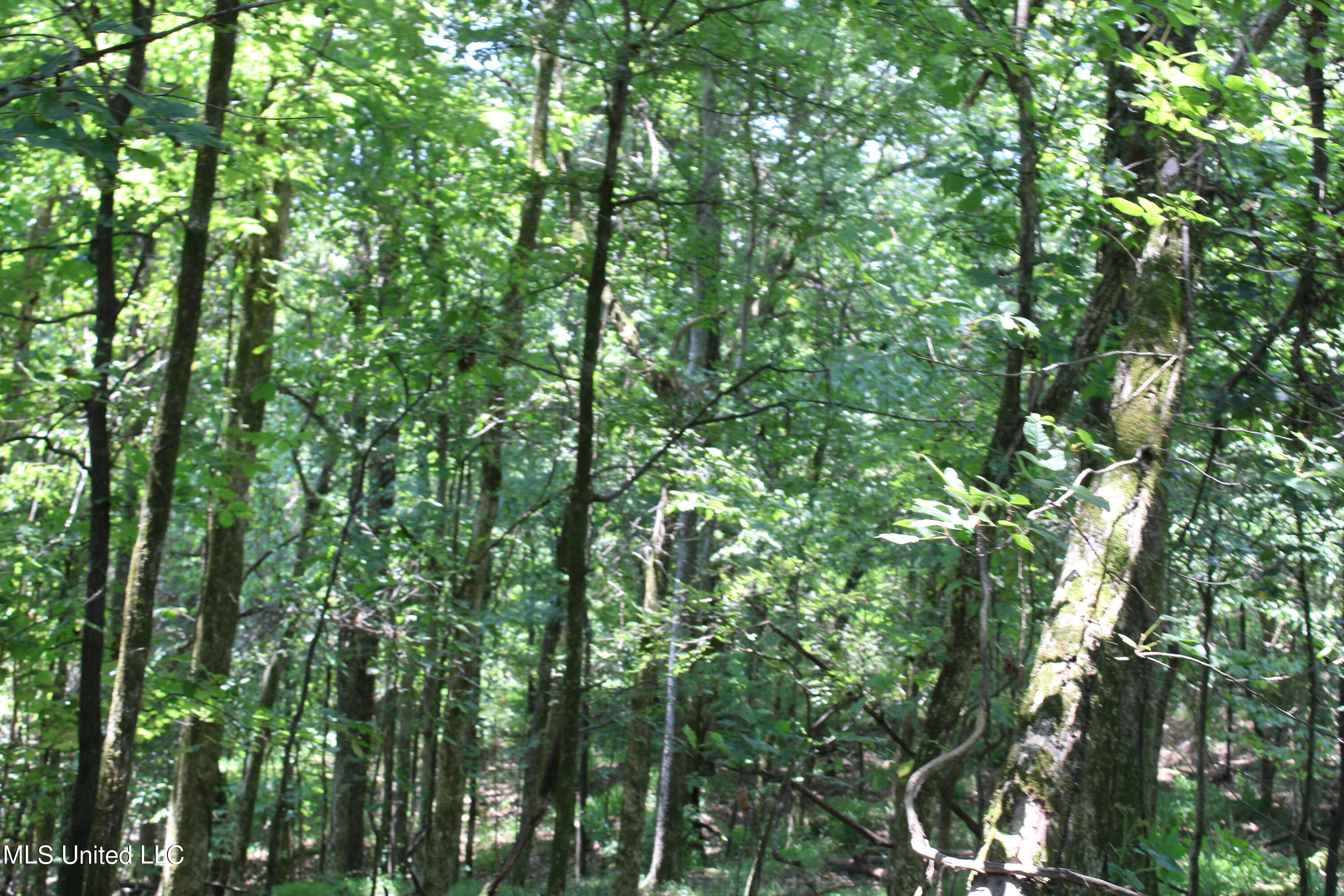 760 Old Hwy Road Crenshaw, MS 38621 - Photo 33 of 57 IMG_1525