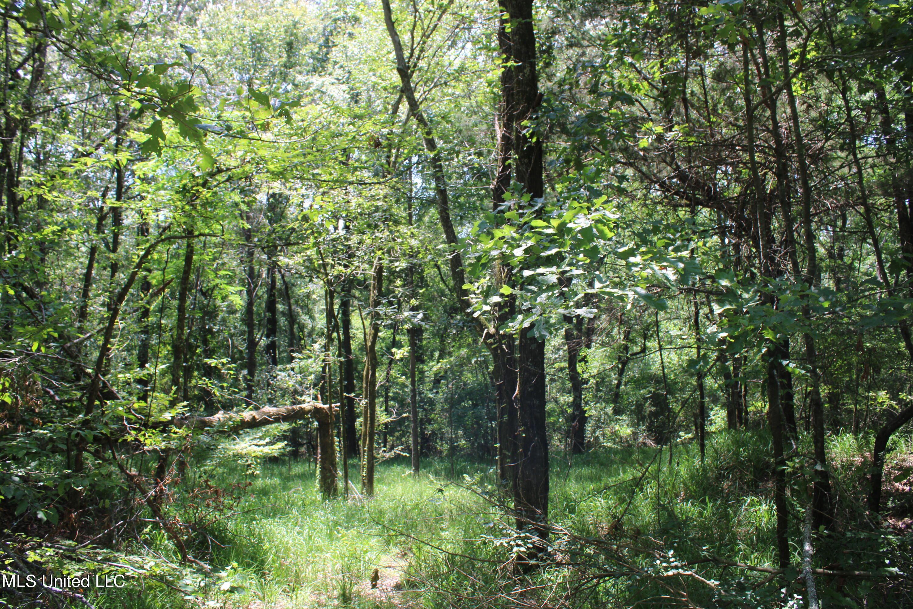 760 Old Hwy Road Crenshaw, MS 38621 - Photo 52 of 57 IMG_1560