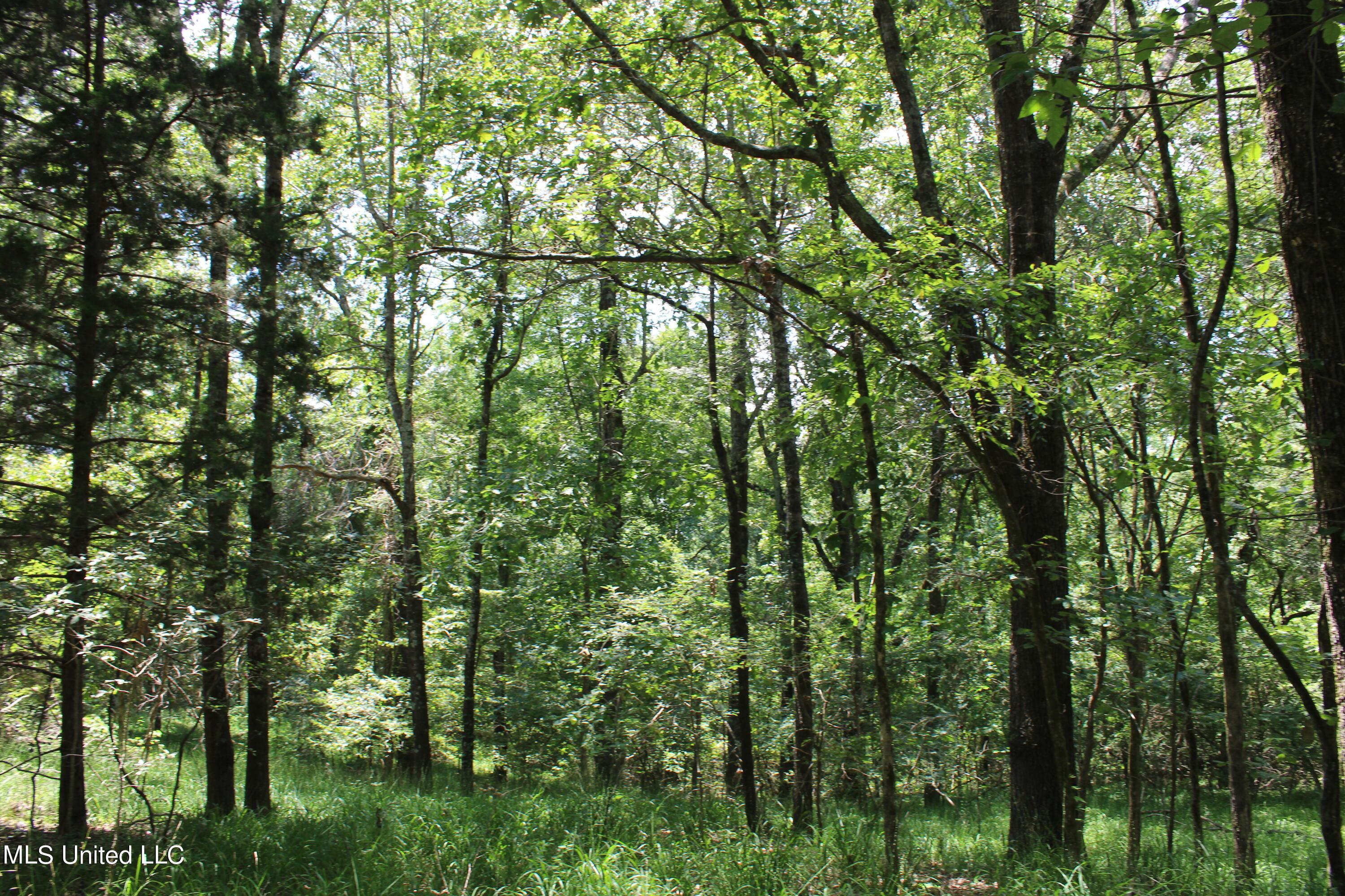 760 Old Hwy Road Crenshaw, MS 38621 - Photo 53 of 57 IMG_1561