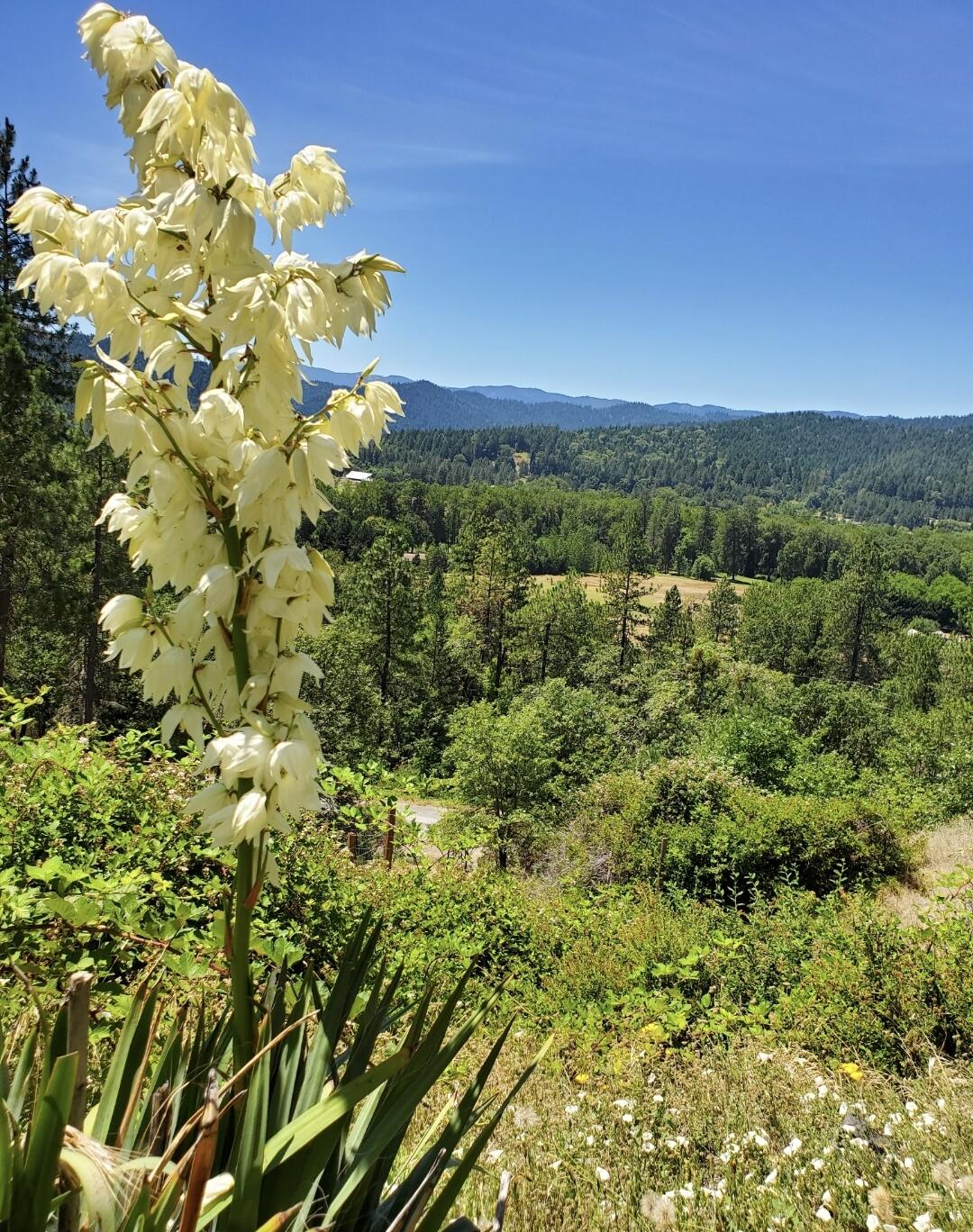 3651 Helms Road Grants Pass, OR 97527 - Photo 42 of 51 View2