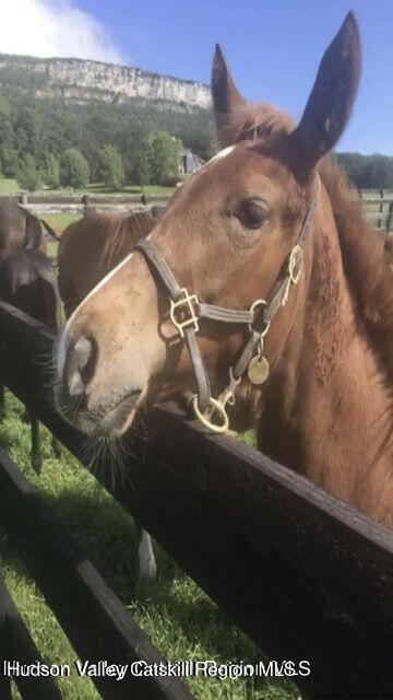 91 Shaft Road Gardiner, NY 12525 - Photo 27 of 29 20240710183926330000000000-o