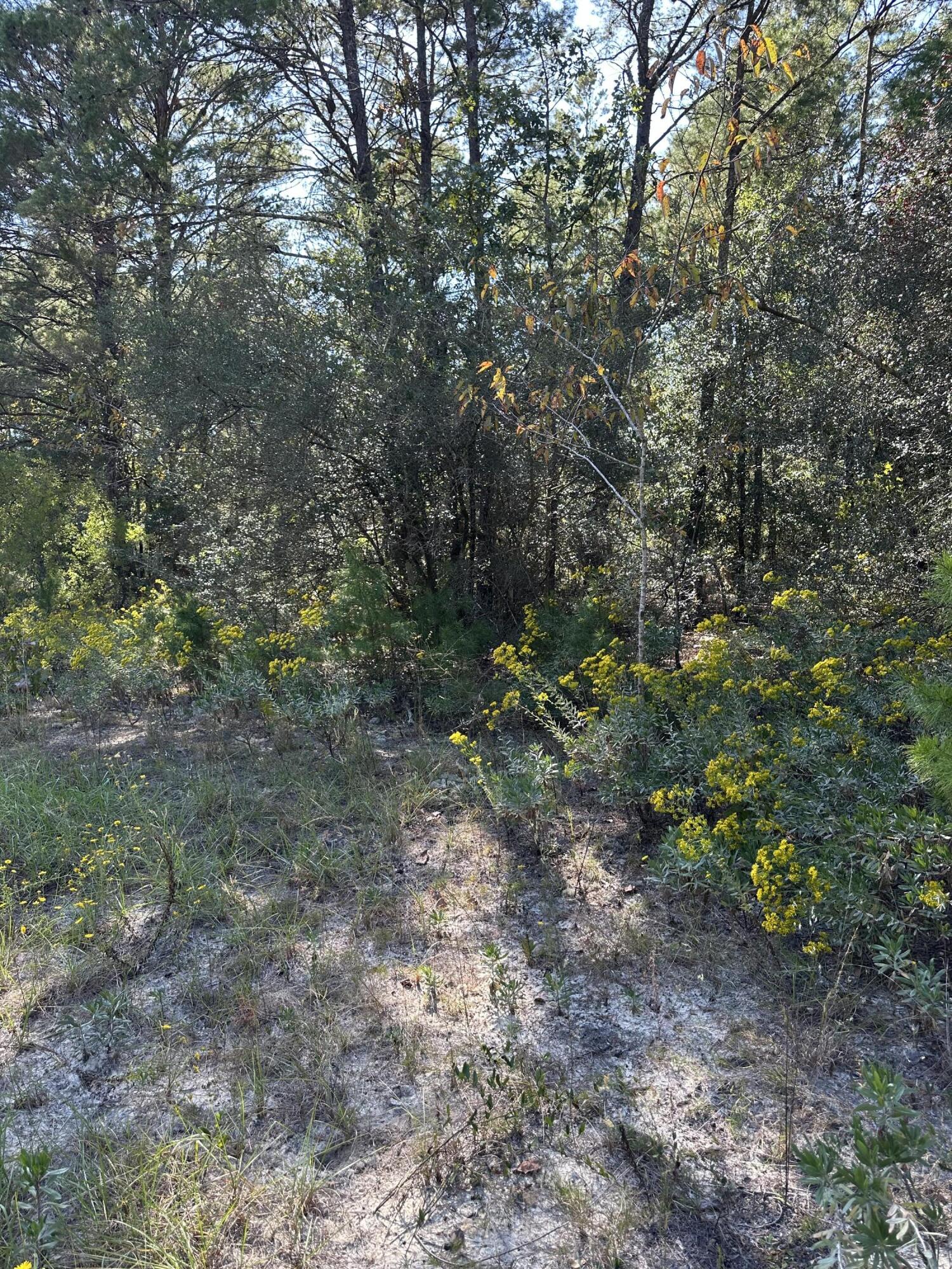 134 Post Oak Road DeFuniak Springs, FL 32433 - Photo 2 of 8 a view of a forest that has a tree