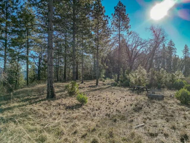 a view of a forest with trees