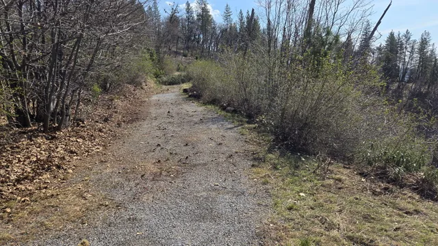 a view of a yard with trees