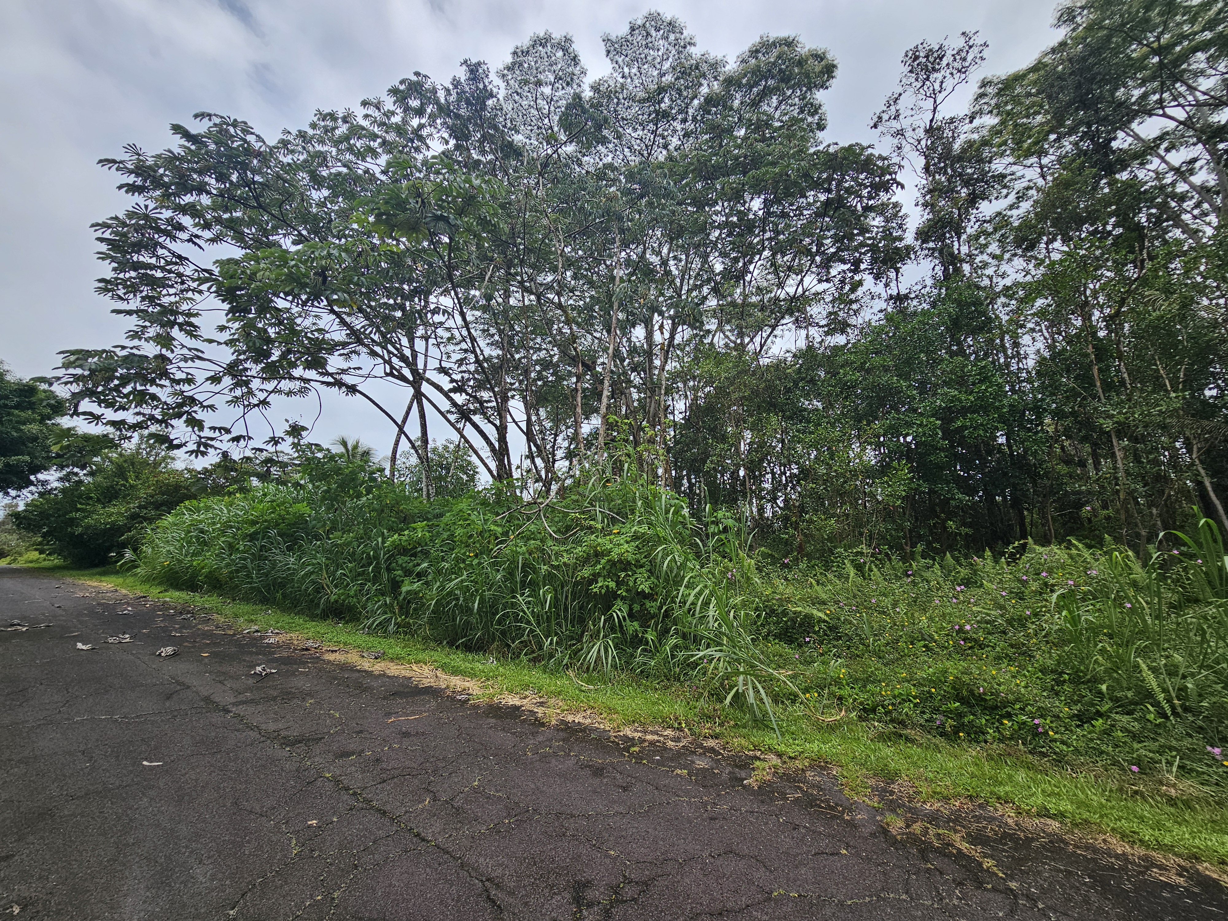 247 Pahoa Road Pahoa, HI 96778 - Photo 10 of 11