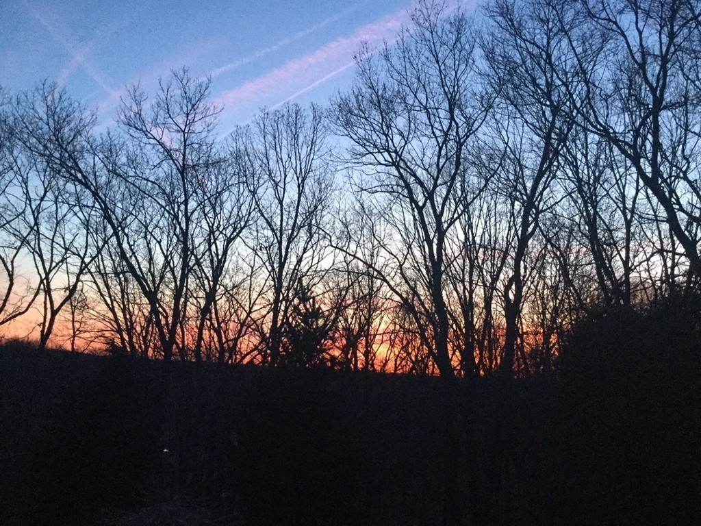 22 Cranmore Road Wellesley, MA 02481 - Photo 22 of 22 a view of tree in front of house