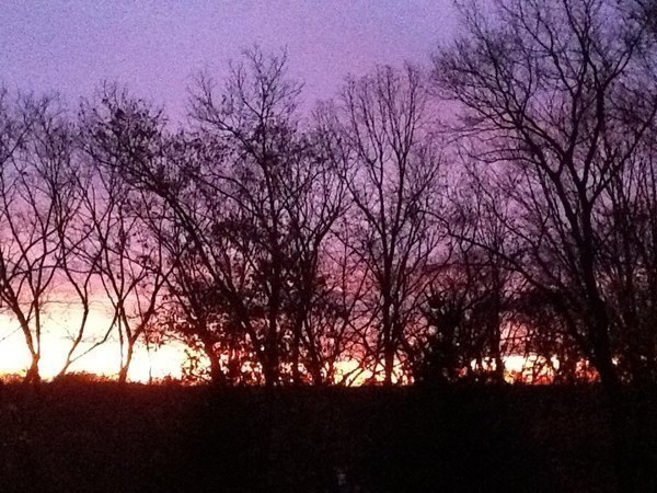 22 Cranmore Road Wellesley, MA 02481 - Photo 4 of 22 a view of tree