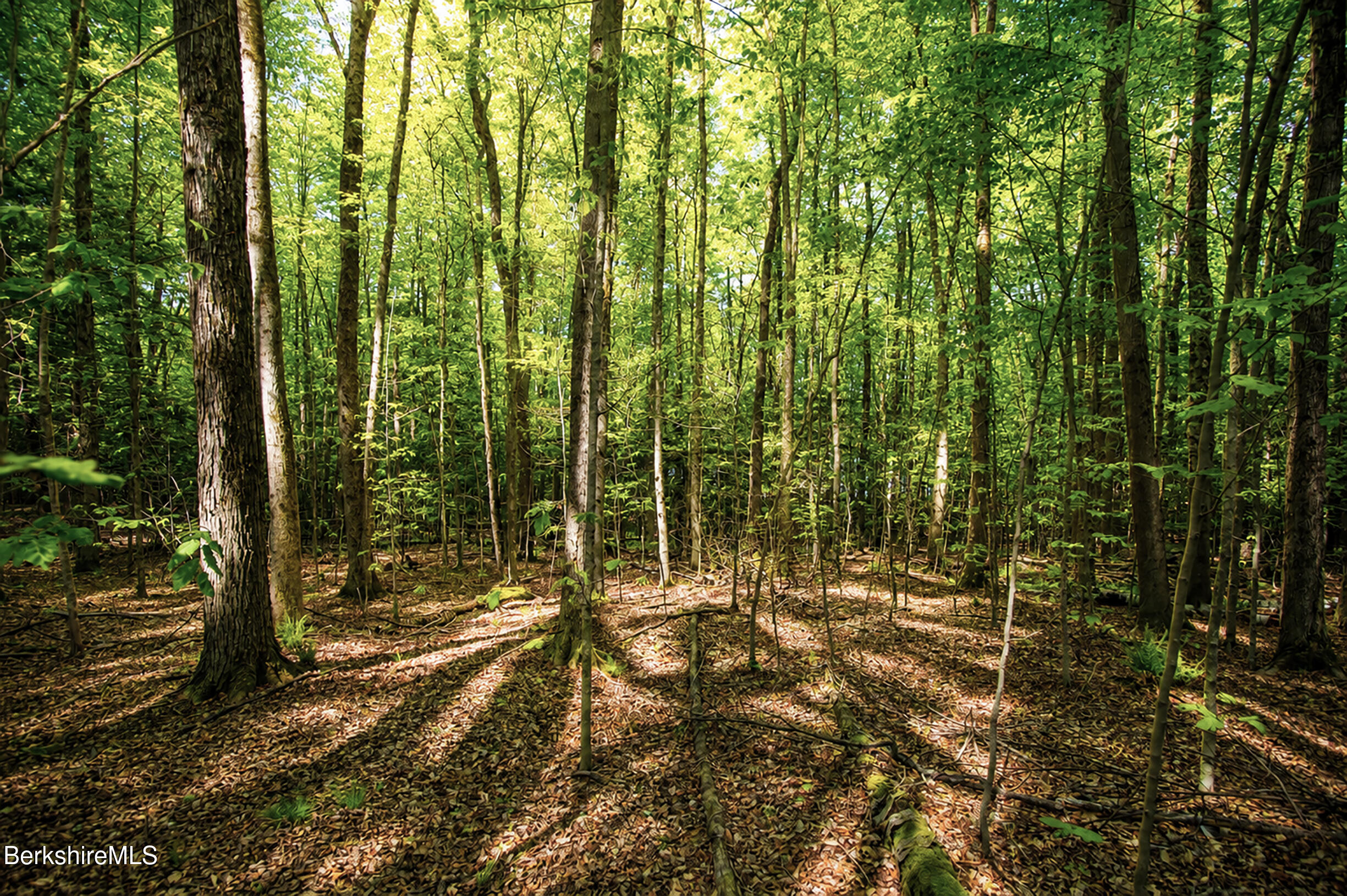 Hill Road Hinsdale, MA 01235 - Photo 10 of 14 Woods