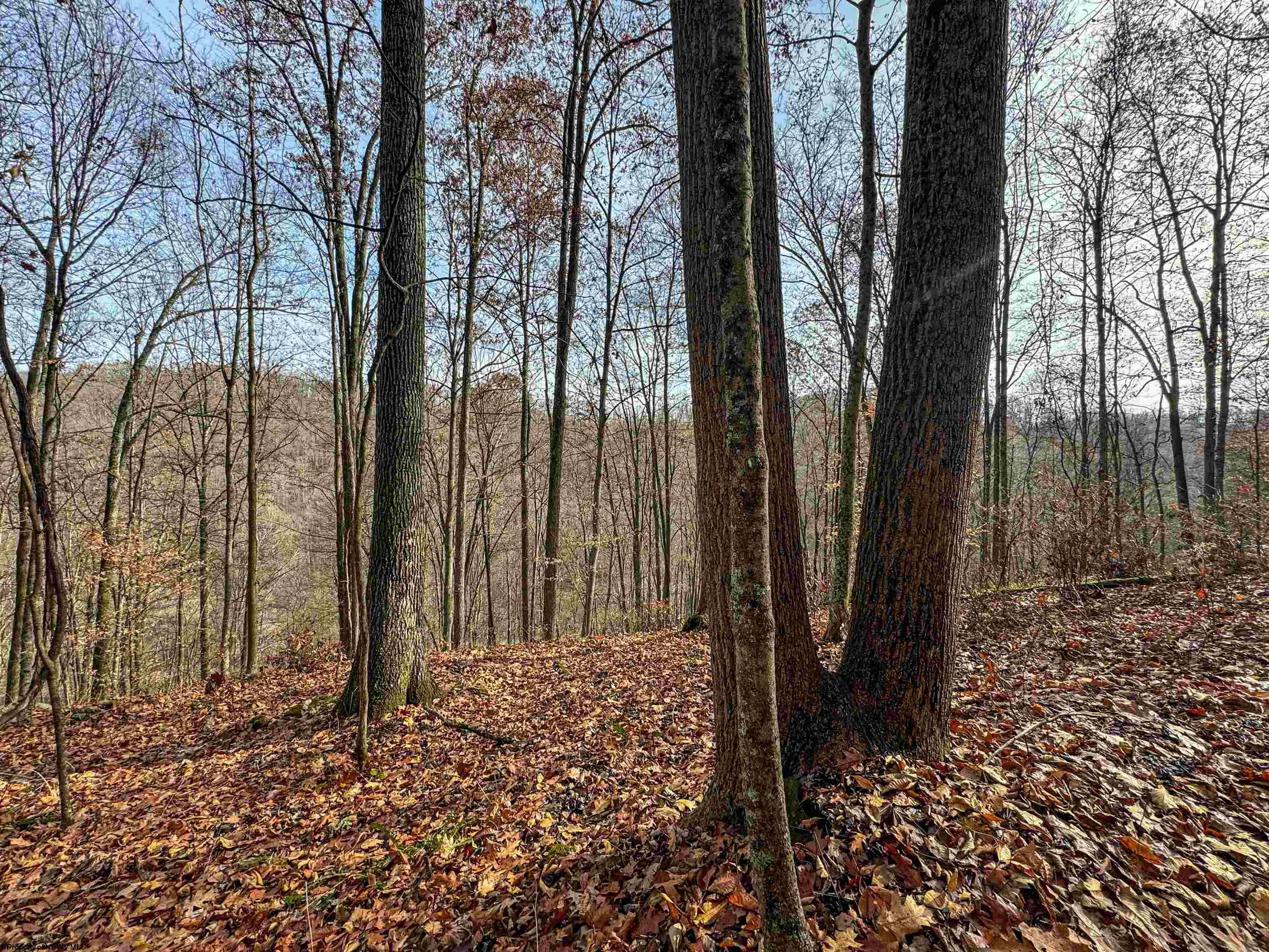 797 Big Elk Road Wallace, WV 26448 - Photo 6 of 46 Gallery Image 6