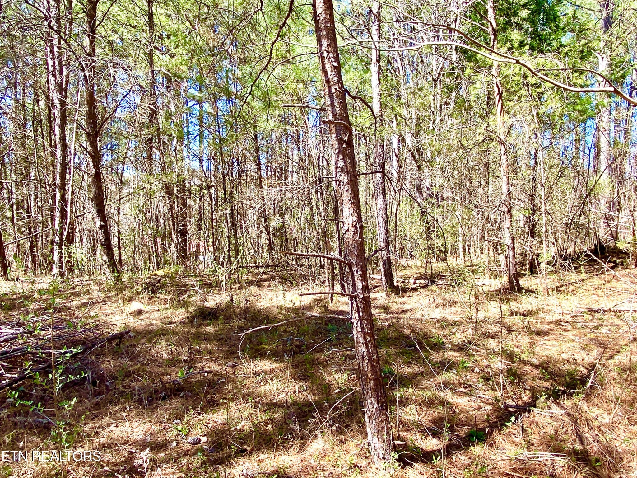 396 Beulah Road Tellico Plains, TN 37385 - Photo 12 of 29 Gallery Image 12