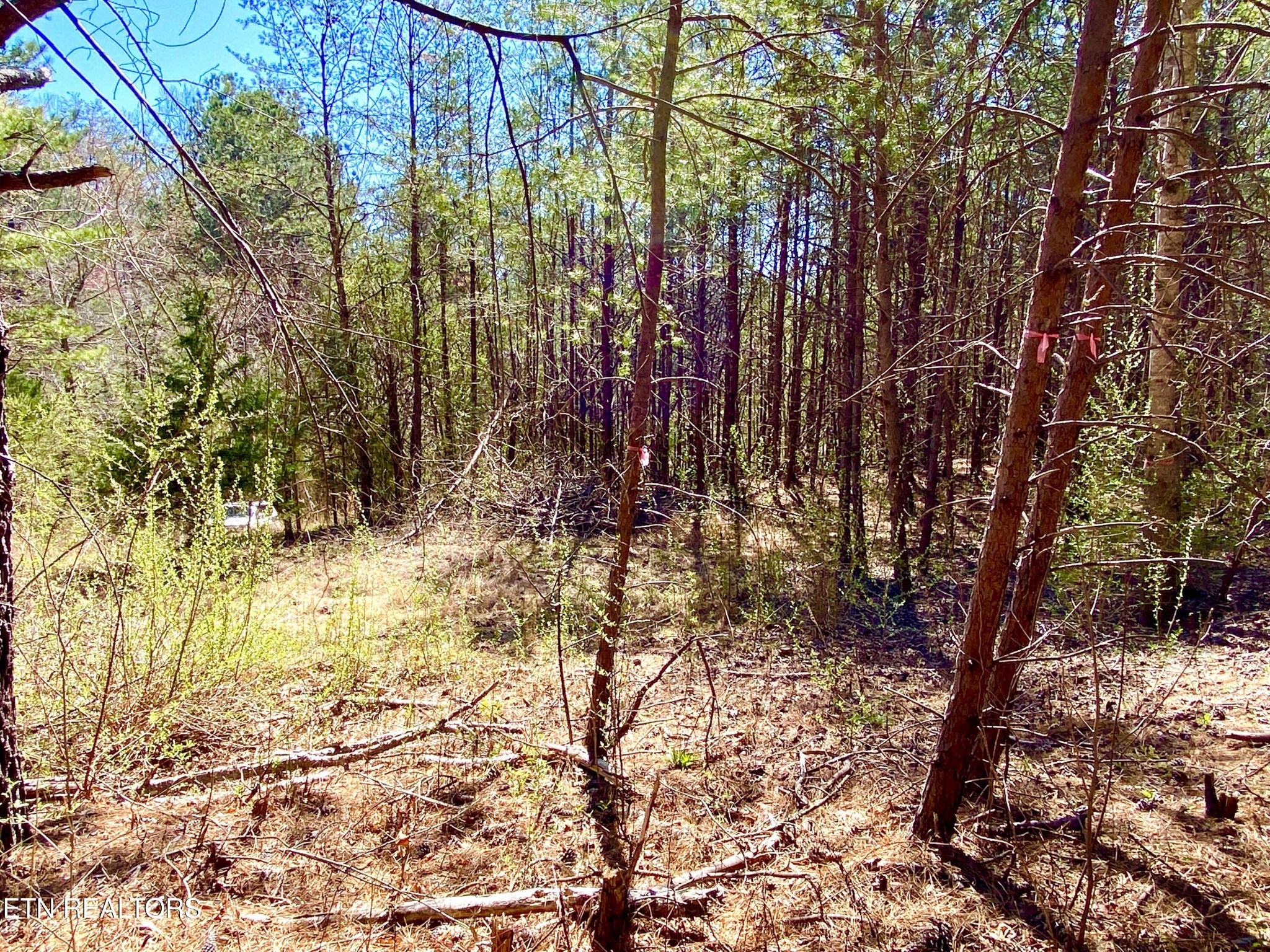 396 Beulah Road Tellico Plains, TN 37385 - Photo 14 of 29 Gallery Image 14