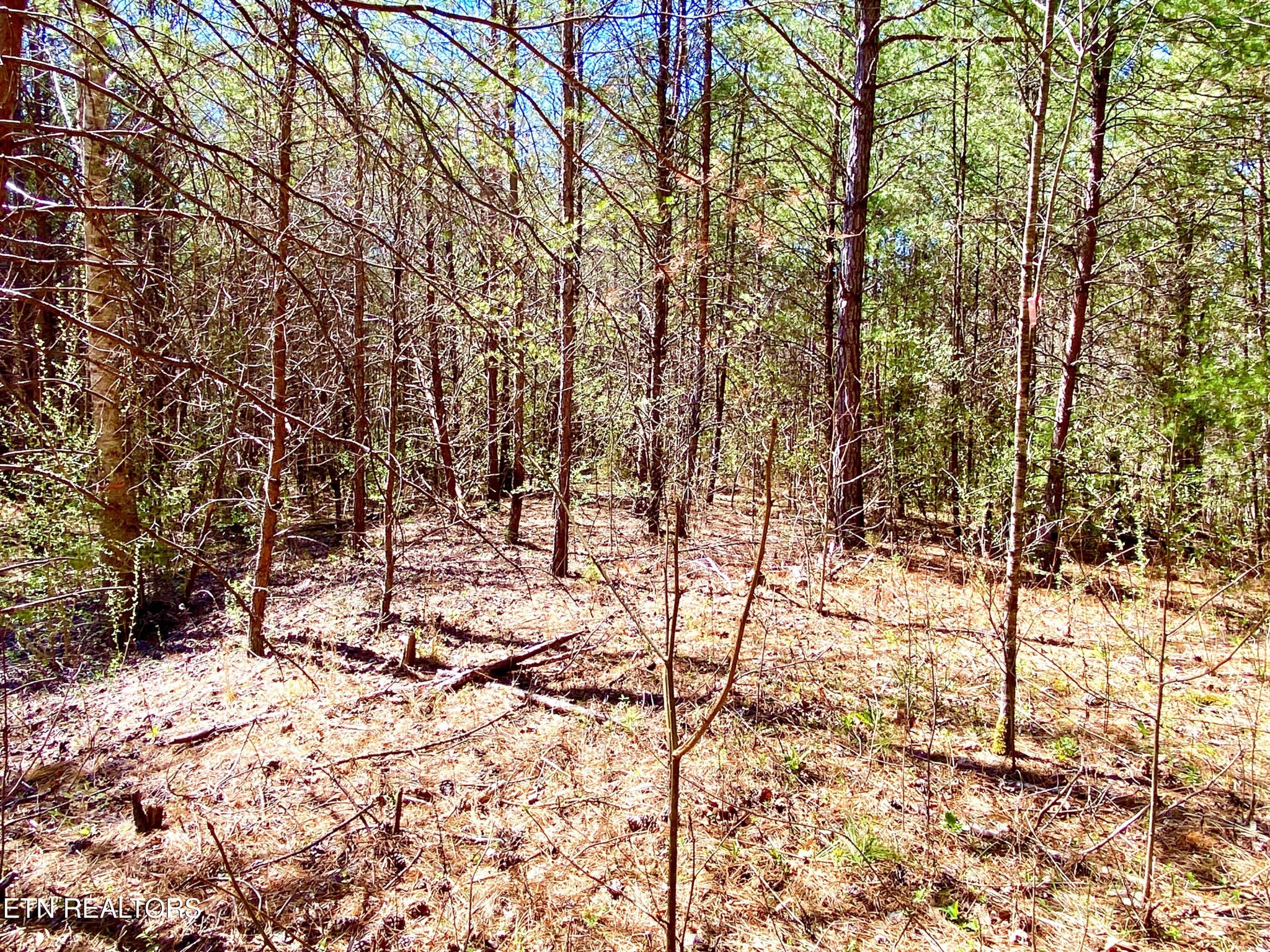 396 Beulah Road Tellico Plains, TN 37385 - Photo 15 of 29 Gallery Image 15