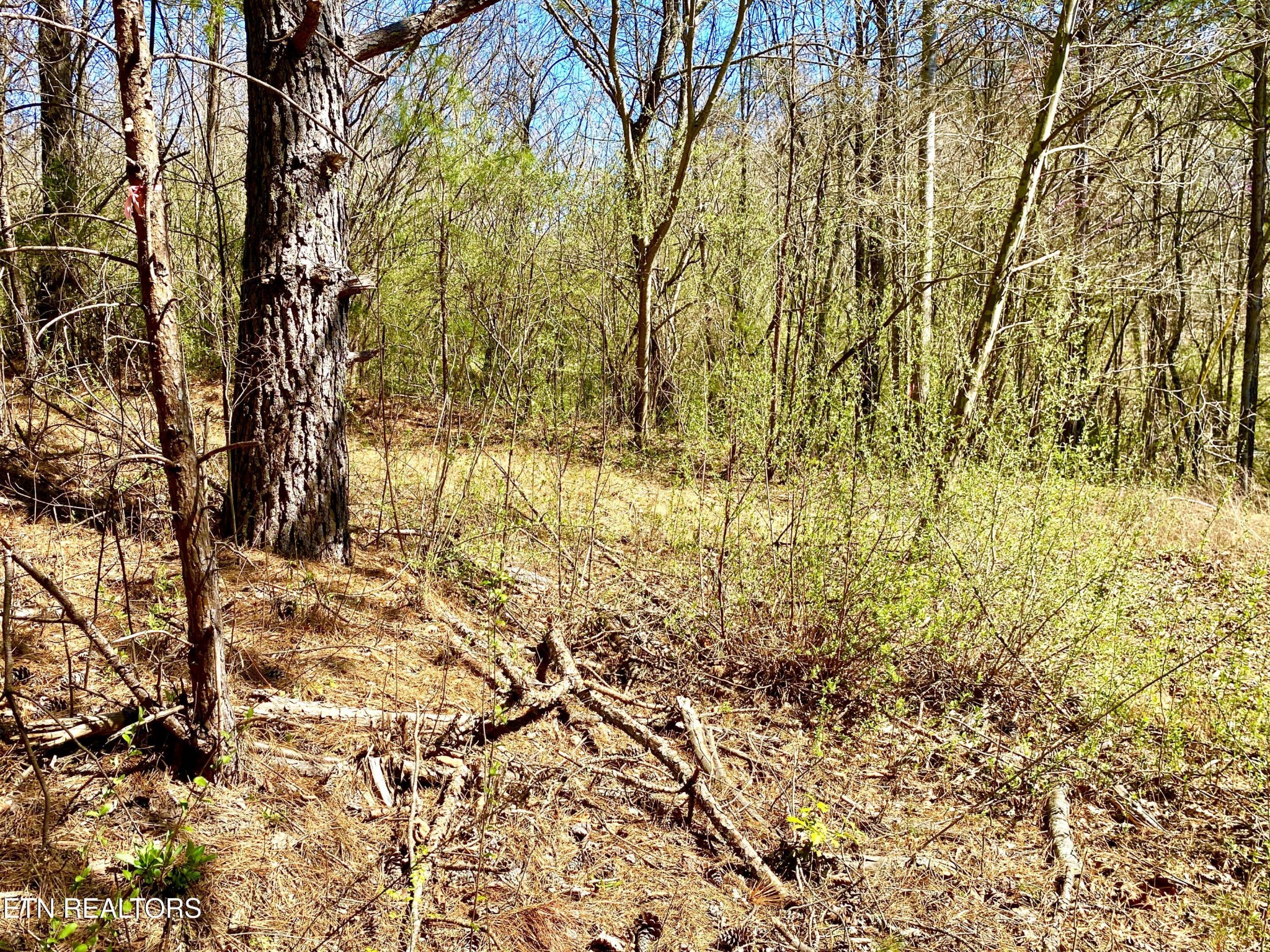 396 Beulah Road Tellico Plains, TN 37385 - Photo 20 of 29 Gallery Image 20