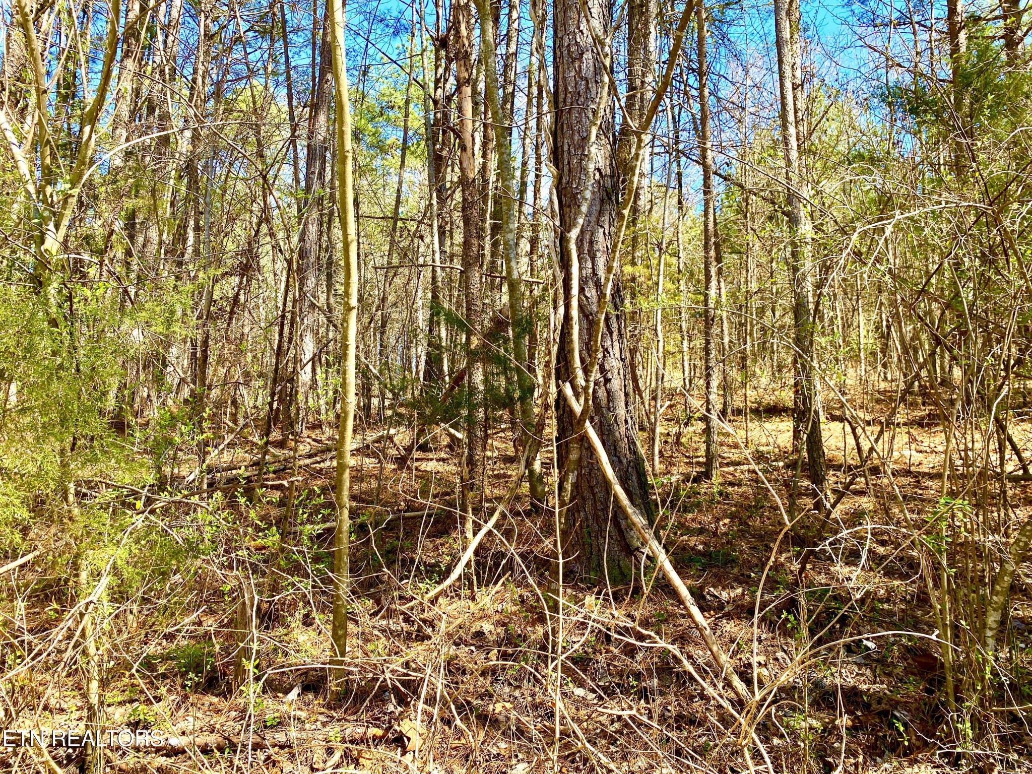 396 Beulah Road Tellico Plains, TN 37385 - Photo 21 of 29 Gallery Image 21