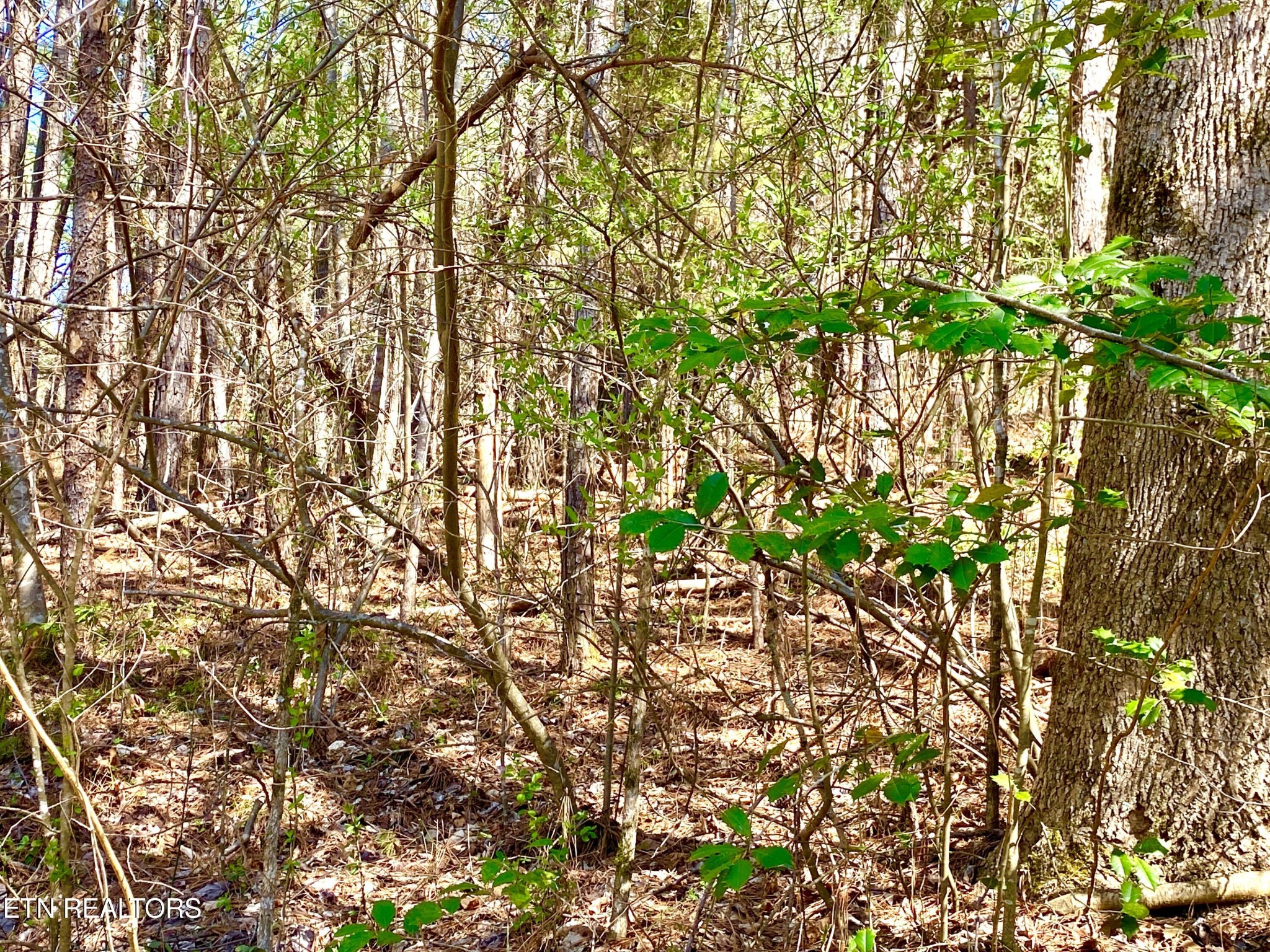 396 Beulah Road Tellico Plains, TN 37385 - Photo 22 of 29 Gallery Image 22