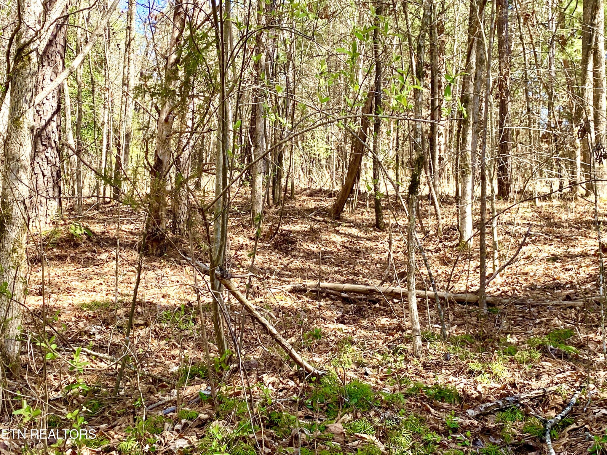 396 Beulah Road Tellico Plains, TN 37385 - Photo 23 of 29 Gallery Image 23
