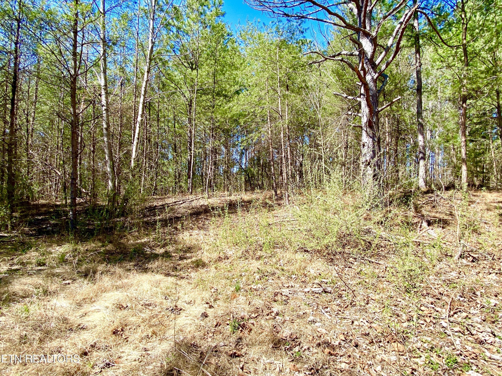Gallery Image 7