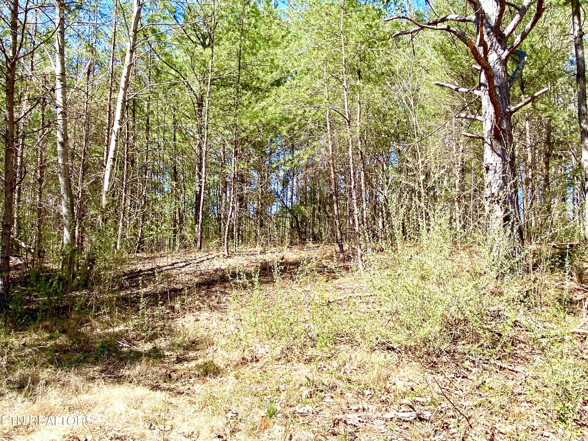 396 Beulah Road Tellico Plains, TN 37385 - Photo 8 of 29 Gallery Image 8
