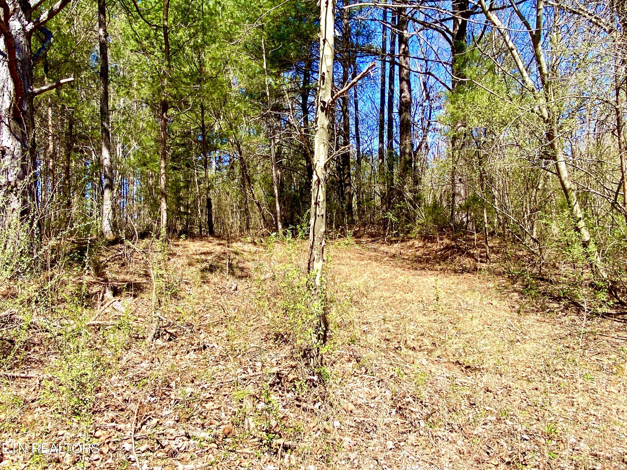 396 Beulah Road Tellico Plains, TN 37385 - Photo 9 of 29 Gallery Image 9