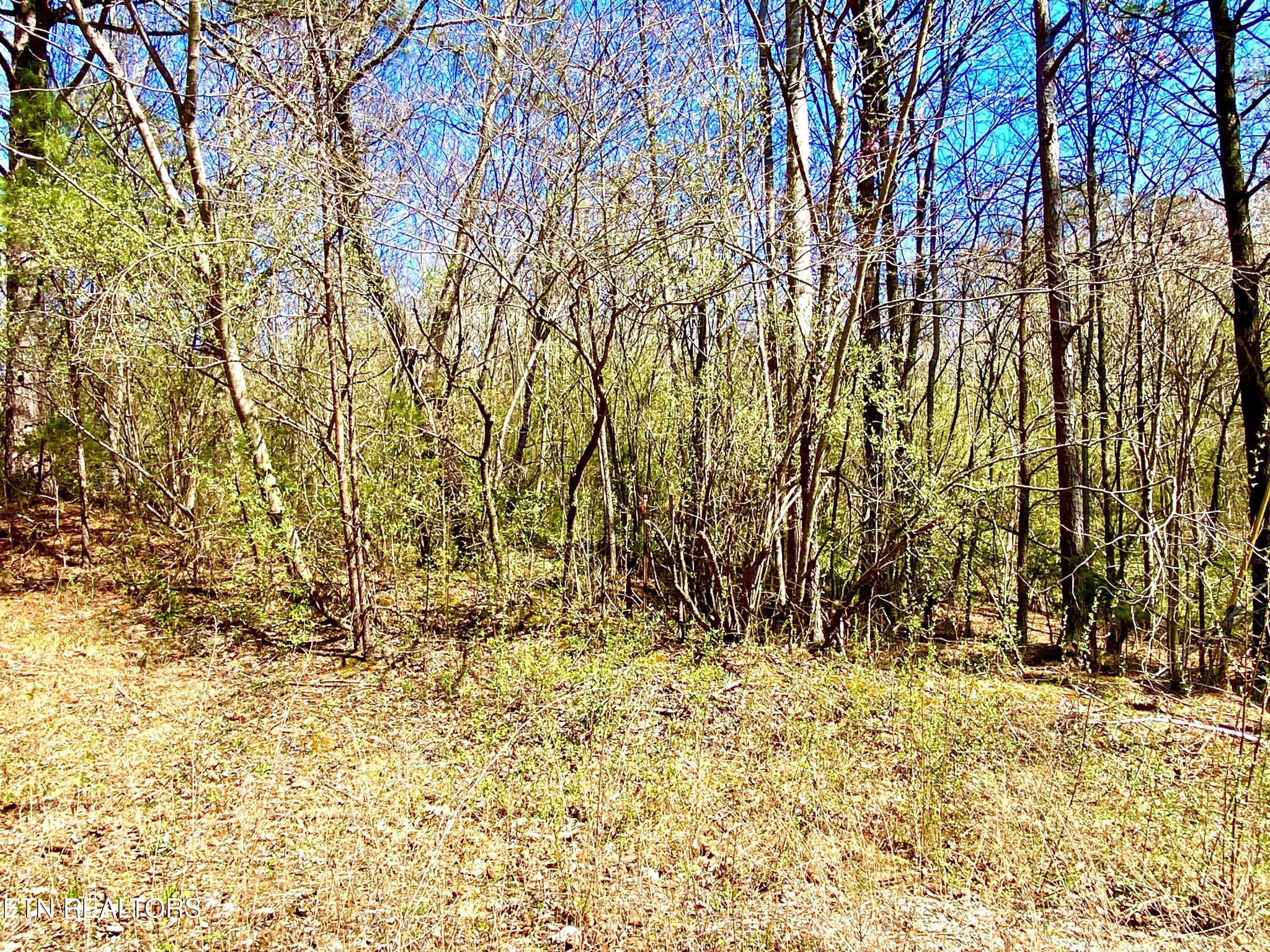 396 Beulah Road Tellico Plains, TN 37385 - Photo 10 of 29 Gallery Image 10