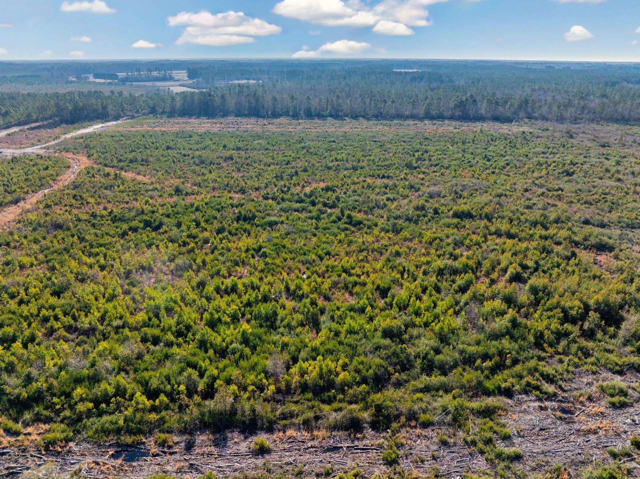 Fifteen Mile Bay Road Nichols, SC 29581 - Photo 13 of 22